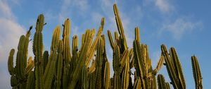 Preview wallpaper cactus, sky, green, nature