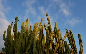 Preview wallpaper cactus, sky, green, nature