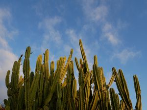 Preview wallpaper cactus, sky, green, nature