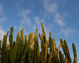 Preview wallpaper cactus, sky, green, nature