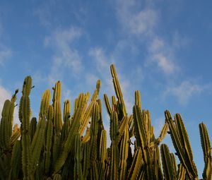 Preview wallpaper cactus, sky, green, nature