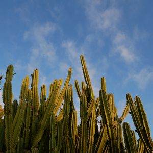 Preview wallpaper cactus, sky, green, nature