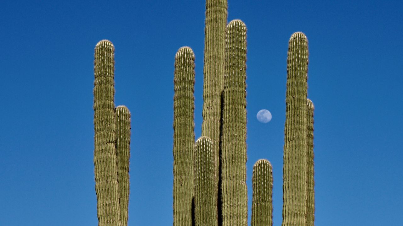 Wallpaper cactus, sky, moon, nature hd, picture, image