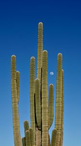 Preview wallpaper cactus, sky, moon, nature