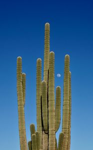 Preview wallpaper cactus, sky, moon, nature