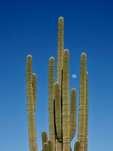 Preview wallpaper cactus, sky, moon, nature