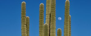 Preview wallpaper cactus, sky, moon, nature