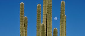 Preview wallpaper cactus, sky, moon, nature