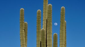 Preview wallpaper cactus, sky, moon, nature