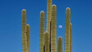 Preview wallpaper cactus, sky, moon, nature