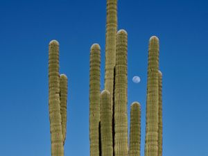 Preview wallpaper cactus, sky, moon, nature