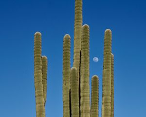 Preview wallpaper cactus, sky, moon, nature