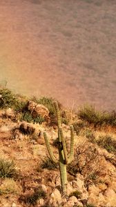 Preview wallpaper cactus, slope, stones, bushes