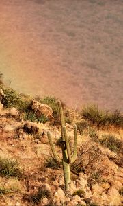 Preview wallpaper cactus, slope, stones, bushes