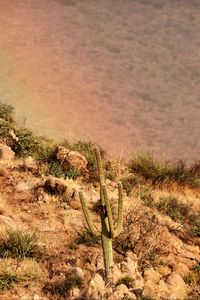 Preview wallpaper cactus, slope, stones, bushes
