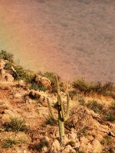 Preview wallpaper cactus, slope, stones, bushes