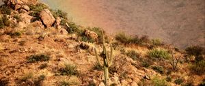 Preview wallpaper cactus, slope, stones, bushes