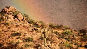 Preview wallpaper cactus, slope, stones, bushes