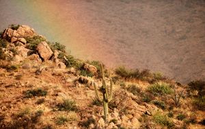 Preview wallpaper cactus, slope, stones, bushes