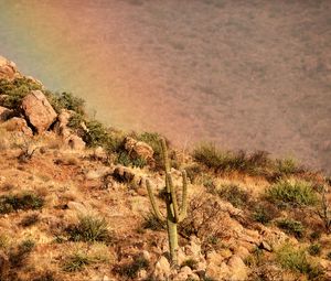 Preview wallpaper cactus, slope, stones, bushes