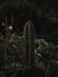 Preview wallpaper cactus, spines, grass, leaves