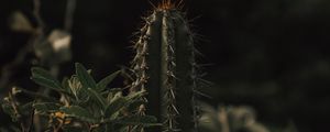 Preview wallpaper cactus, spines, grass, leaves