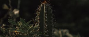 Preview wallpaper cactus, spines, grass, leaves