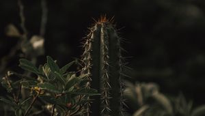 Preview wallpaper cactus, spines, grass, leaves