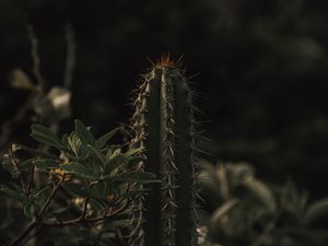 Preview wallpaper cactus, spines, grass, leaves