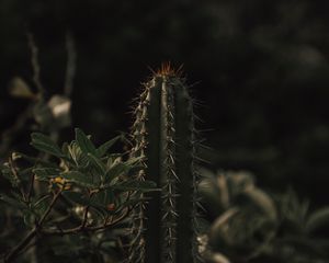 Preview wallpaper cactus, spines, grass, leaves