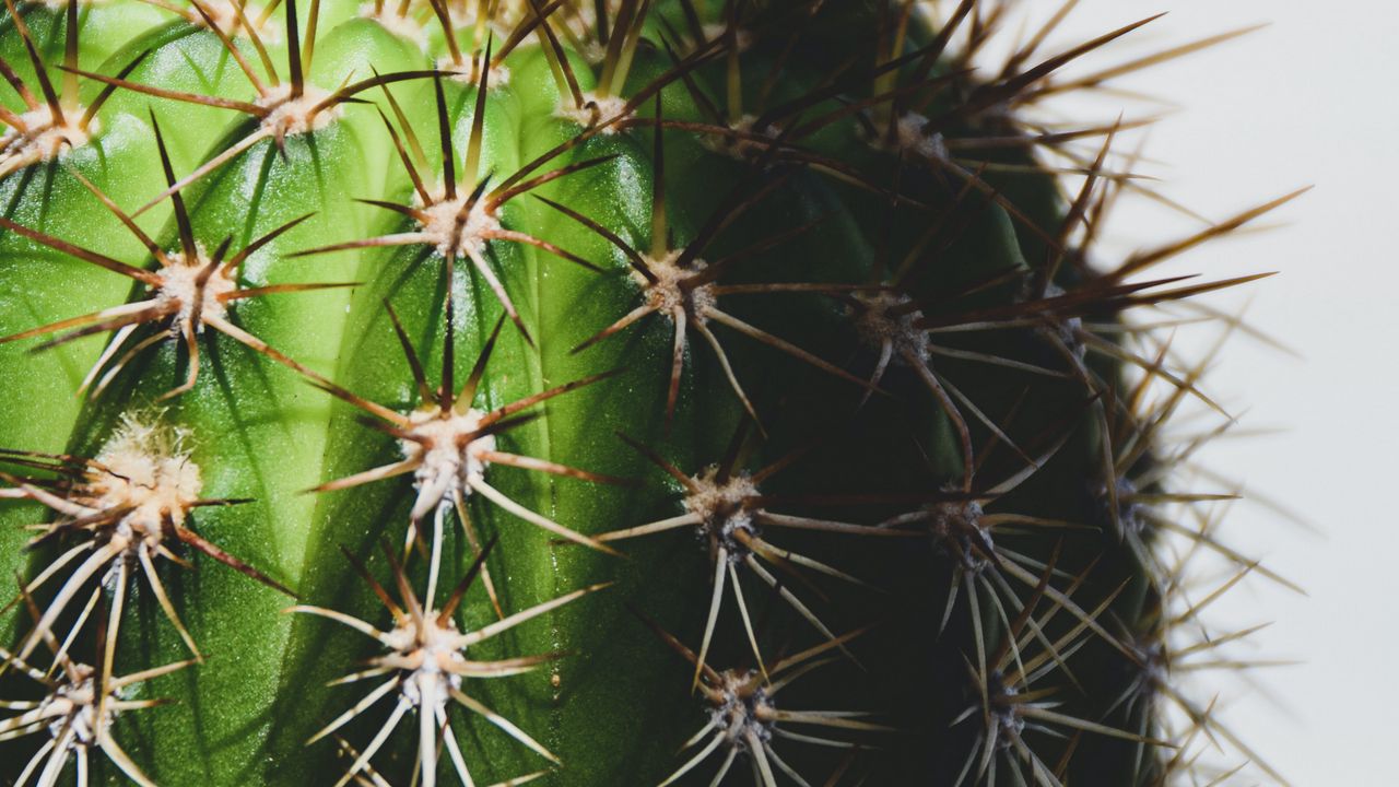 Wallpaper cactus, spines, macro, plant