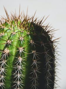 Preview wallpaper cactus, spines, macro, plant