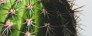 Preview wallpaper cactus, spines, macro, plant