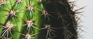 Preview wallpaper cactus, spines, macro, plant
