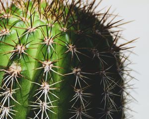 Preview wallpaper cactus, spines, macro, plant