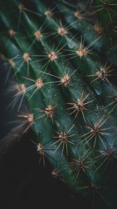 Preview wallpaper cactus, spines, needles, macro