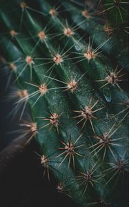 Preview wallpaper cactus, spines, needles, macro