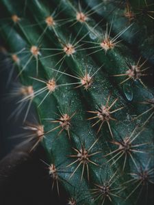 Preview wallpaper cactus, spines, needles, macro