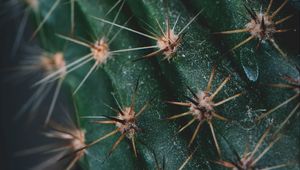 Preview wallpaper cactus, spines, needles, macro