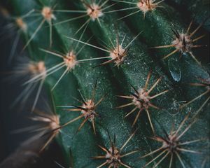 Preview wallpaper cactus, spines, needles, macro