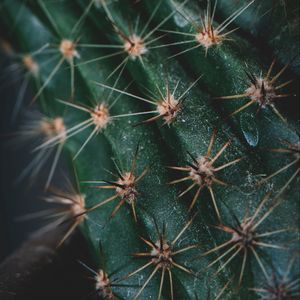 Preview wallpaper cactus, spines, needles, macro