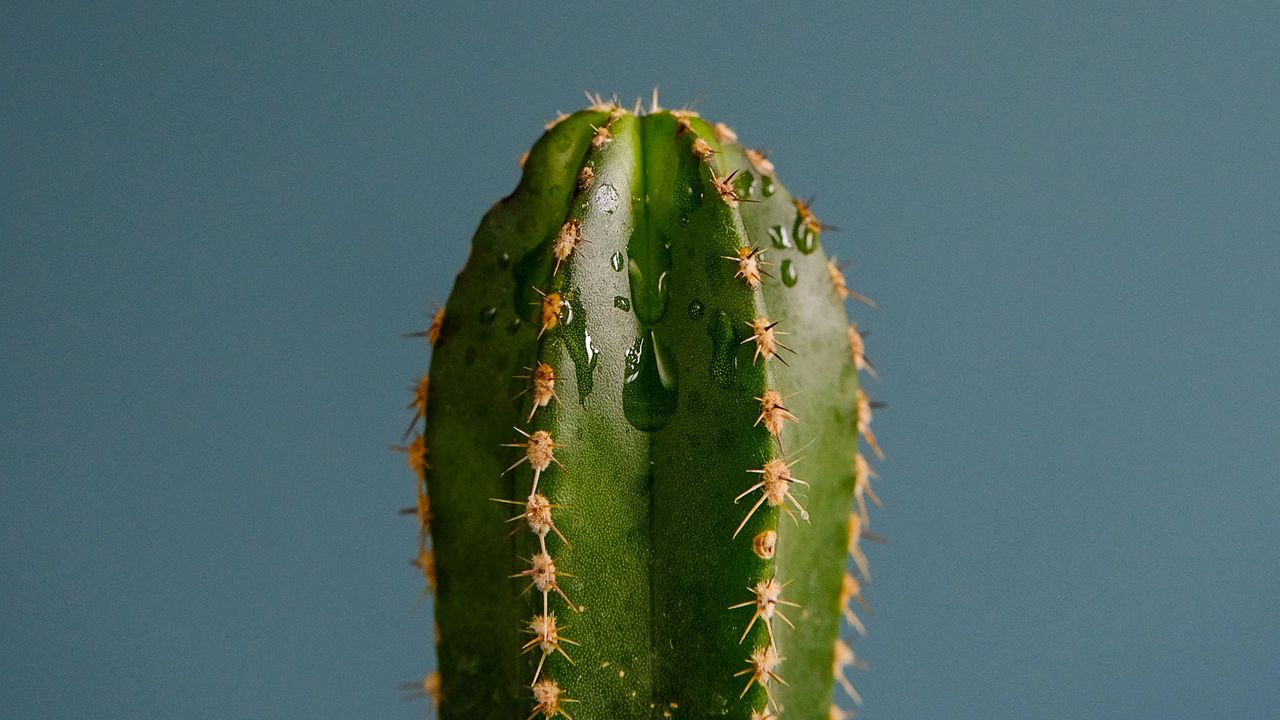 Wallpaper cactus, spines, plant, drops