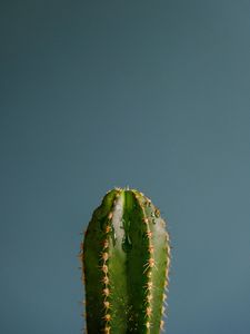 Preview wallpaper cactus, spines, plant, drops