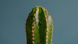 Preview wallpaper cactus, spines, plant, drops