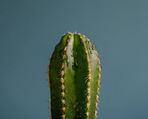 Preview wallpaper cactus, spines, plant, drops