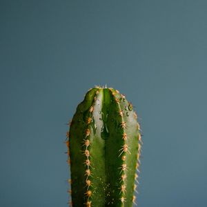 Preview wallpaper cactus, spines, plant, drops