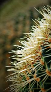 Preview wallpaper cactus, spines, plant, macro