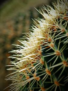 Preview wallpaper cactus, spines, plant, macro