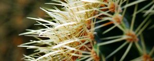 Preview wallpaper cactus, spines, plant, macro