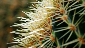 Preview wallpaper cactus, spines, plant, macro